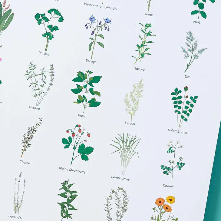 Herb Botanical Illustration, A3 Art Print by Wild Lark