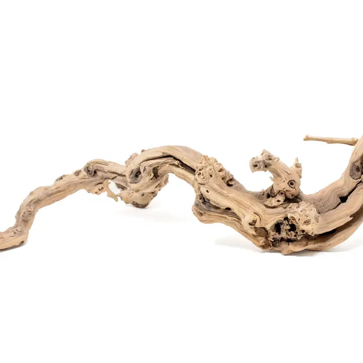 Sandblasted Grapewood Branch for Displays