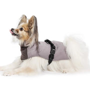 Gold Paw Winter Paw by Houndstooth