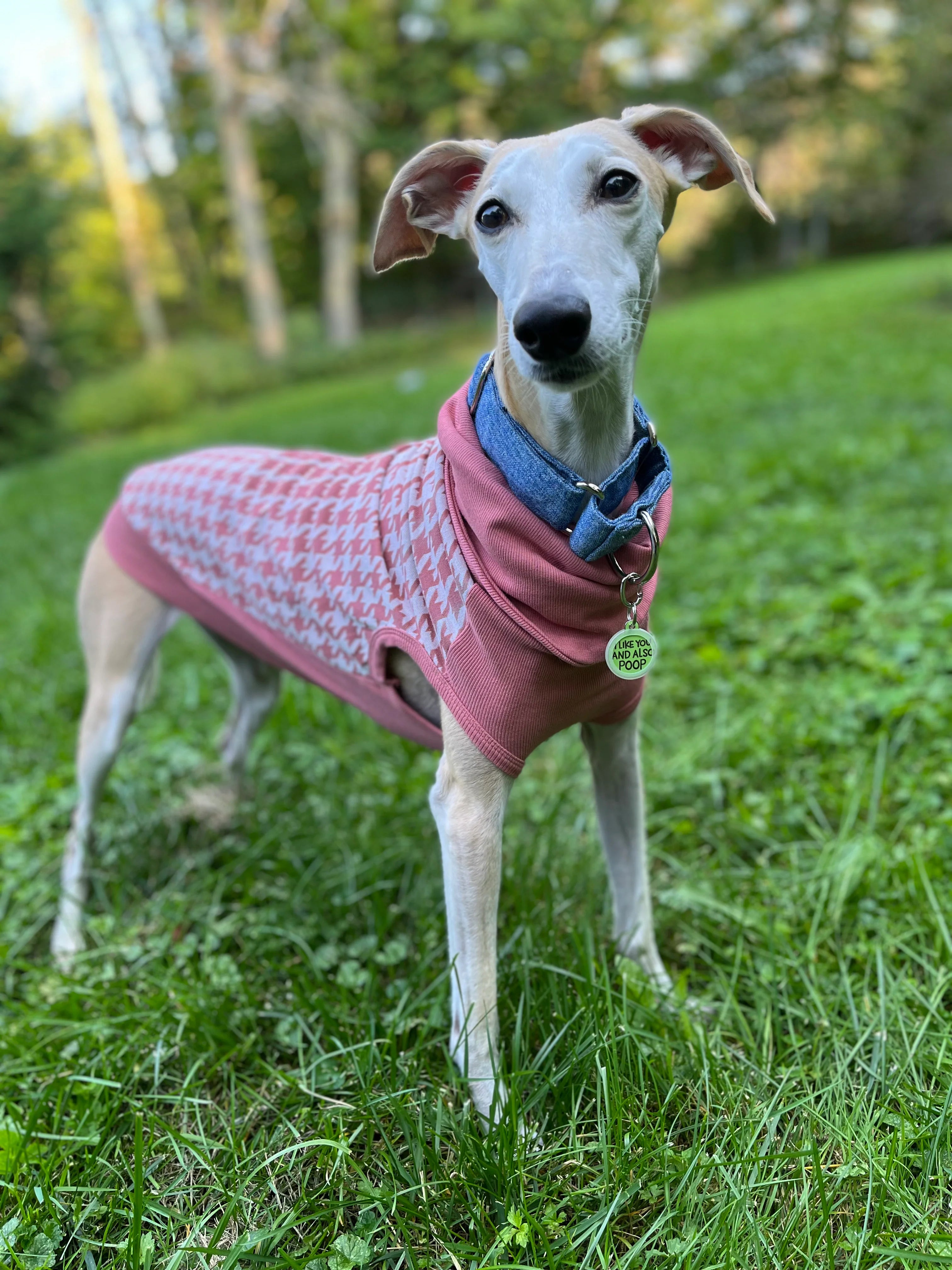 1.5" Wide Momo & Bibby Martingale Collar by Houndstooth