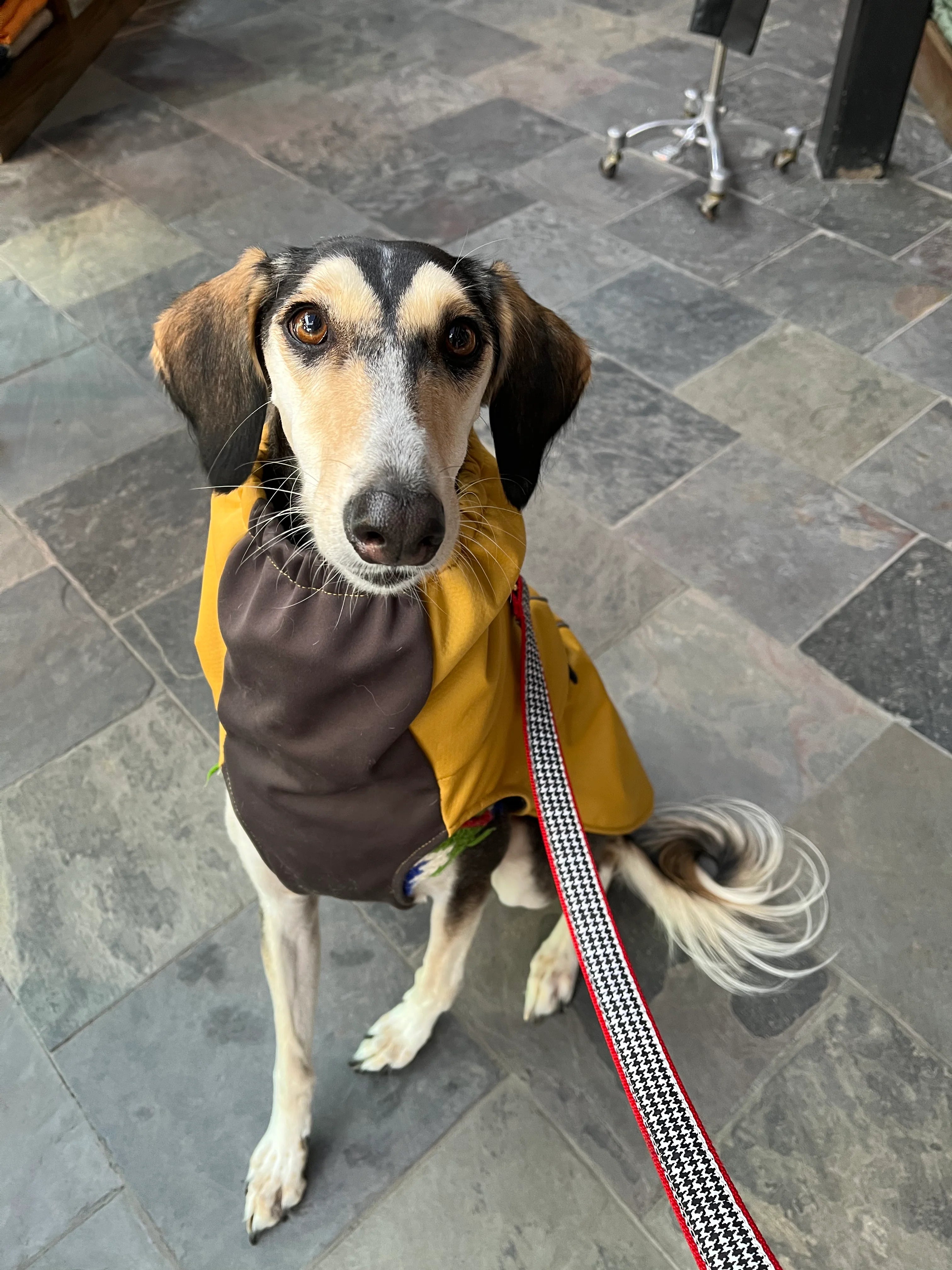 Gold Paw Winter Paw by Houndstooth