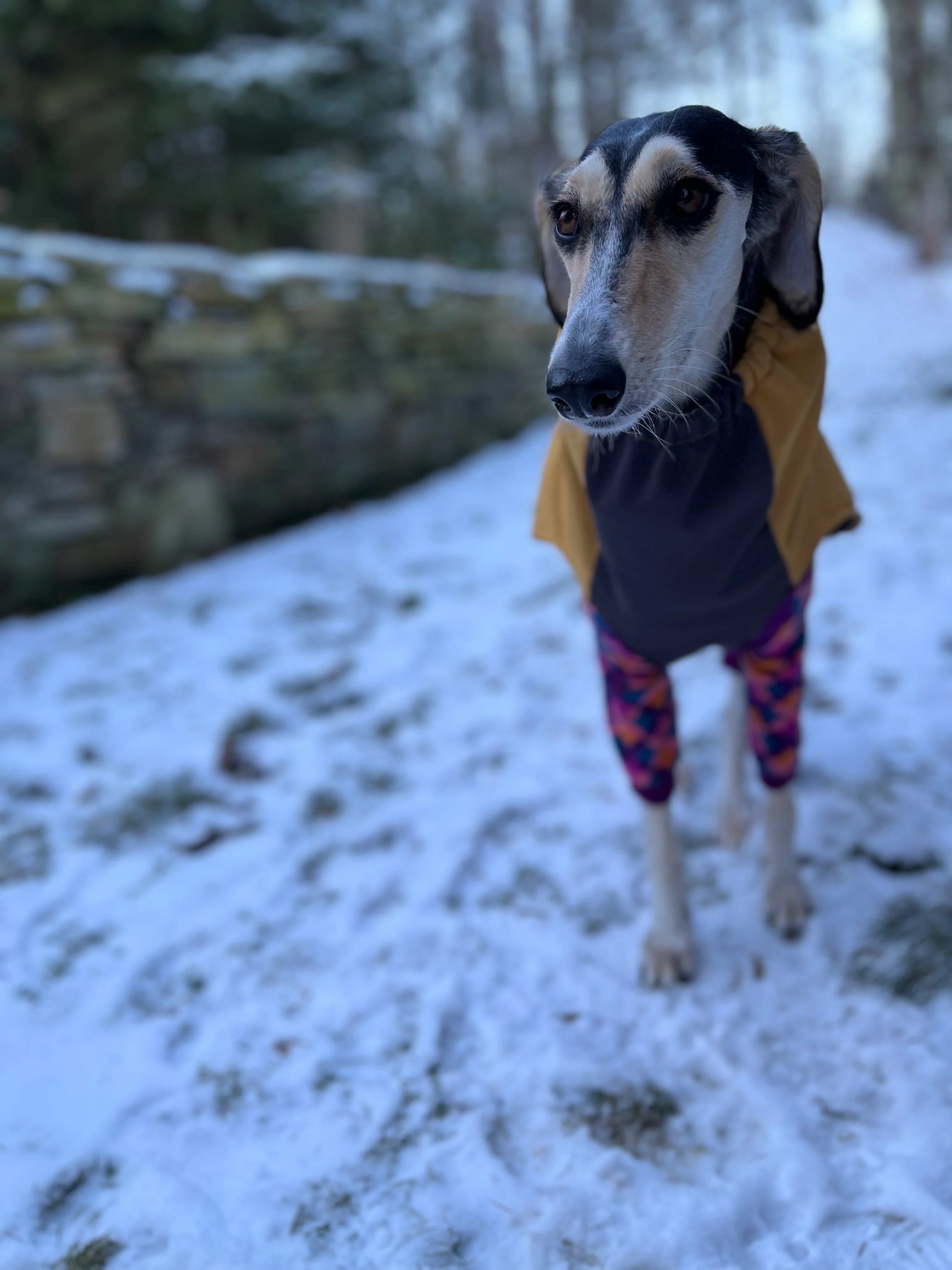 Gold Paw Winter Paw by Houndstooth