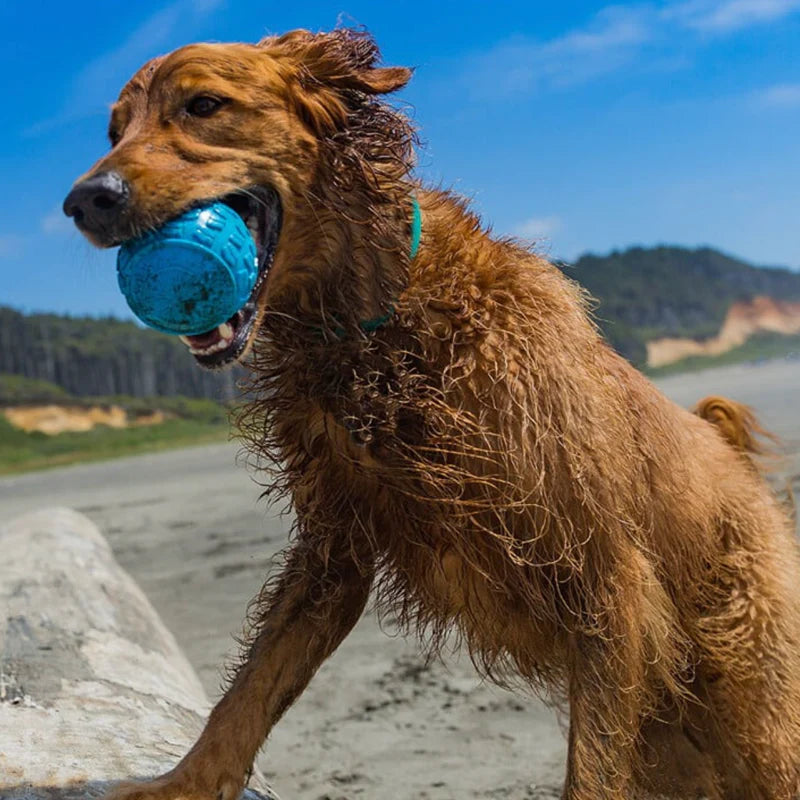 Cycle Dog Ecolast High Roller by Houndstooth