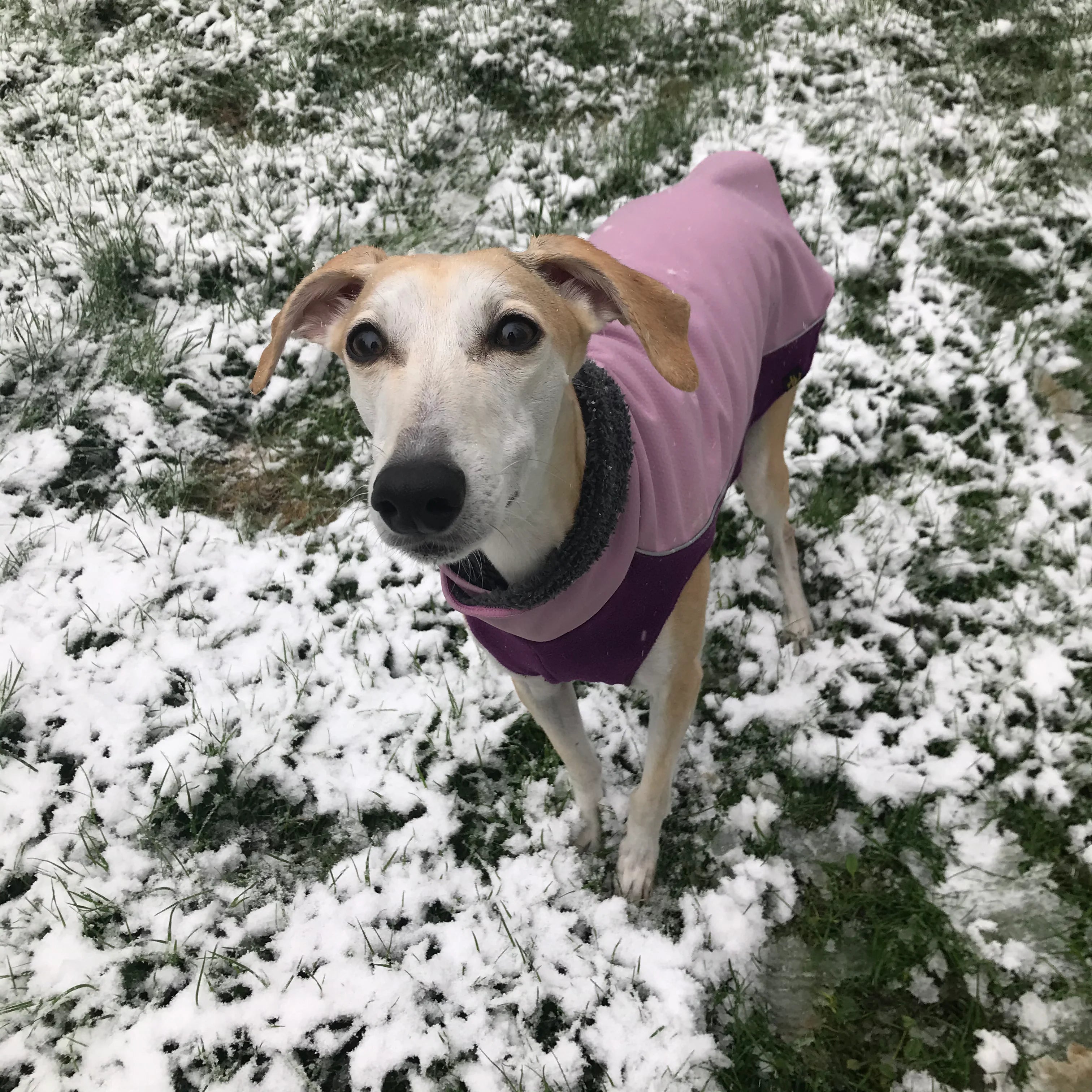 GoldPaw Portland Pullover by Houndstooth