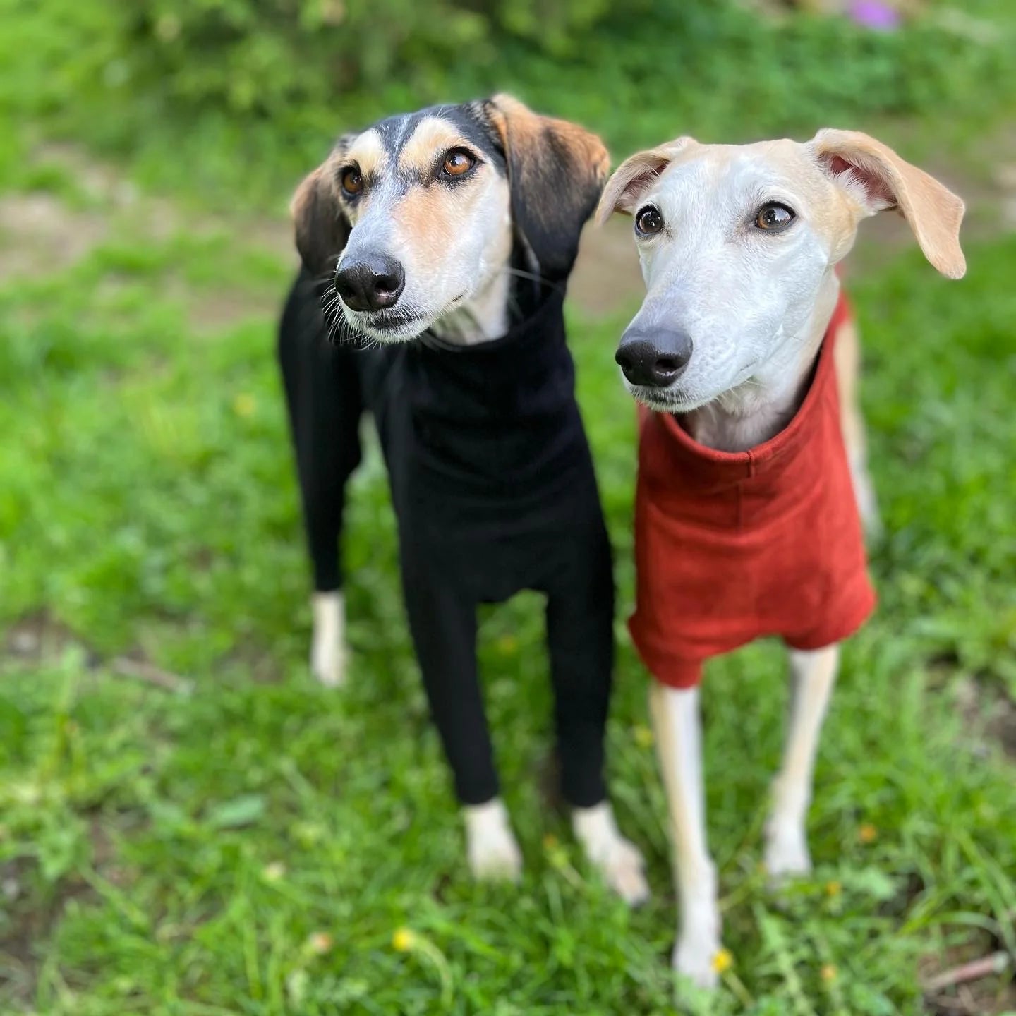 FORGALGO Sweatshirt by Houndstooth