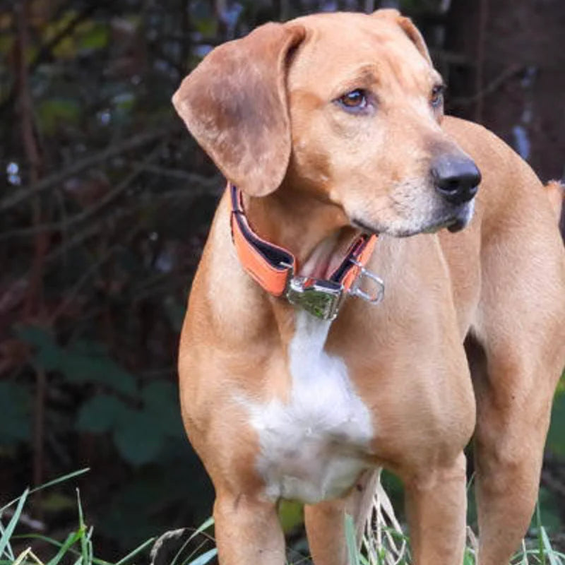 Cycle Dog MAX Reflective Collar by Houndstooth