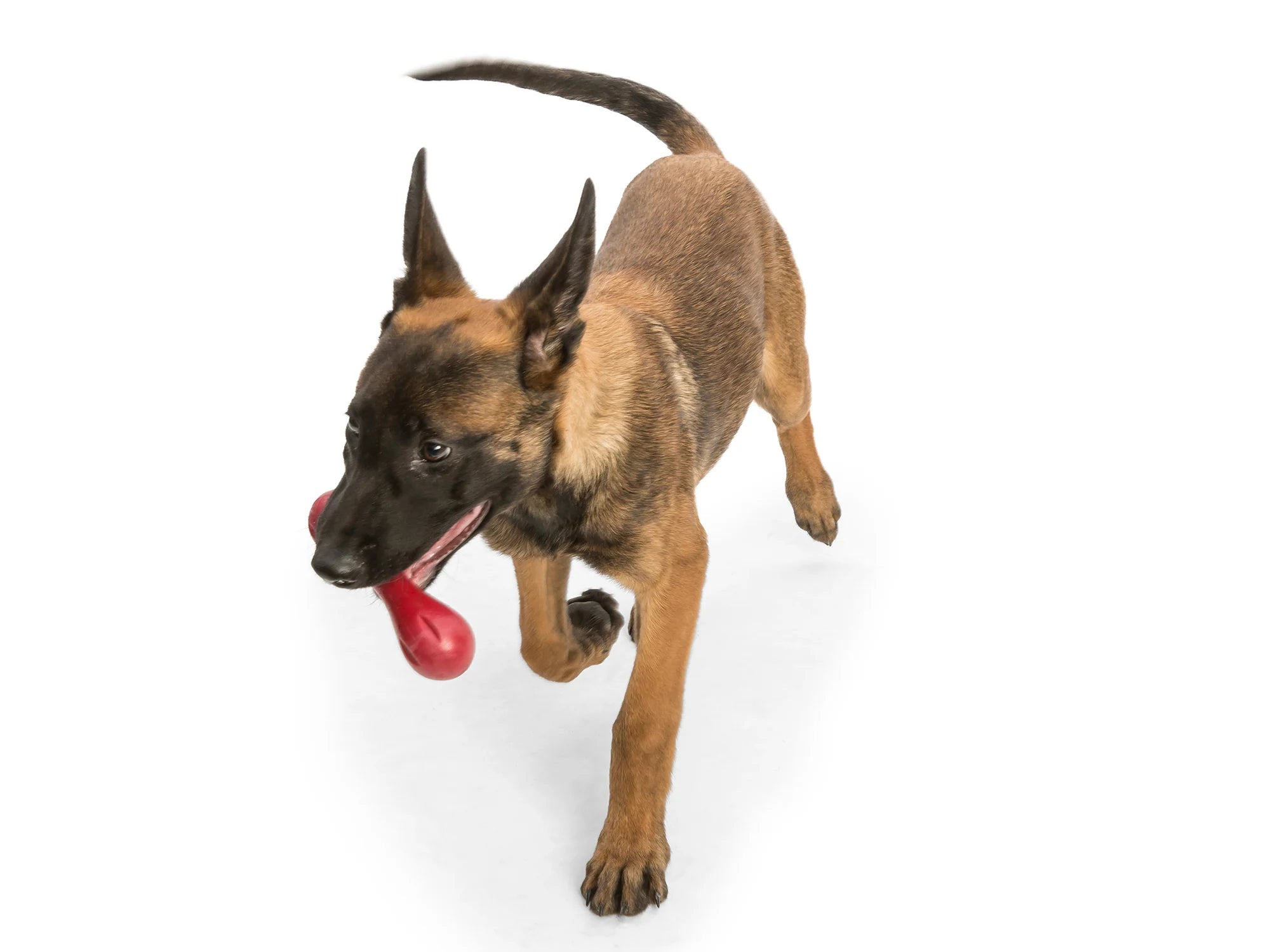 West Paw Hurley by Houndstooth