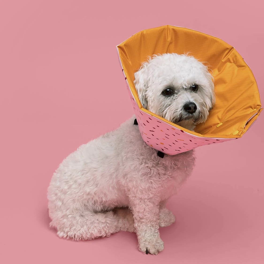 A Million Dogs Healing Cone/ Recovery Collar by Houndstooth