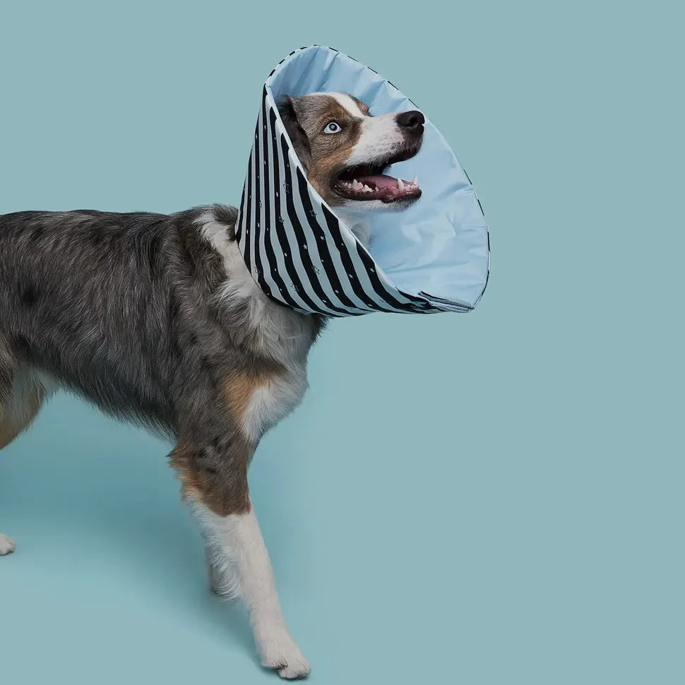 A Million Dogs Healing Cone/ Recovery Collar by Houndstooth