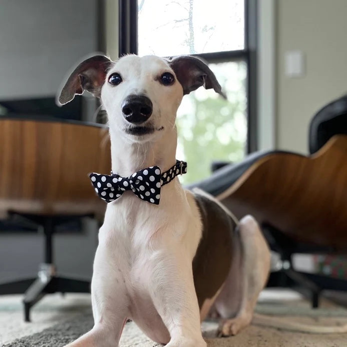 Sophisticated Pup Polka Dot Bow Tie Collar by Houndstooth