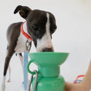 Springer 22 oz Leak Tight Classic Travel Bottle by Houndstooth