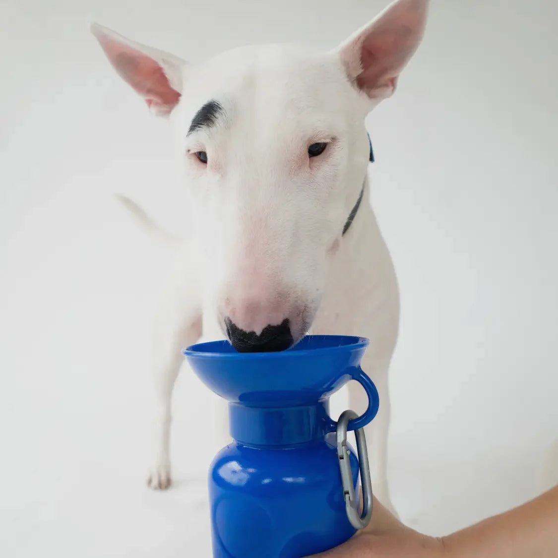 Springer 22 oz Leak Tight Classic Travel Bottle by Houndstooth