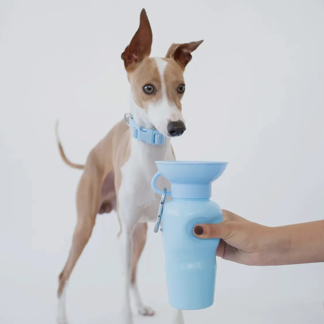 Springer 22 oz Leak Tight Classic Travel Bottle by Houndstooth