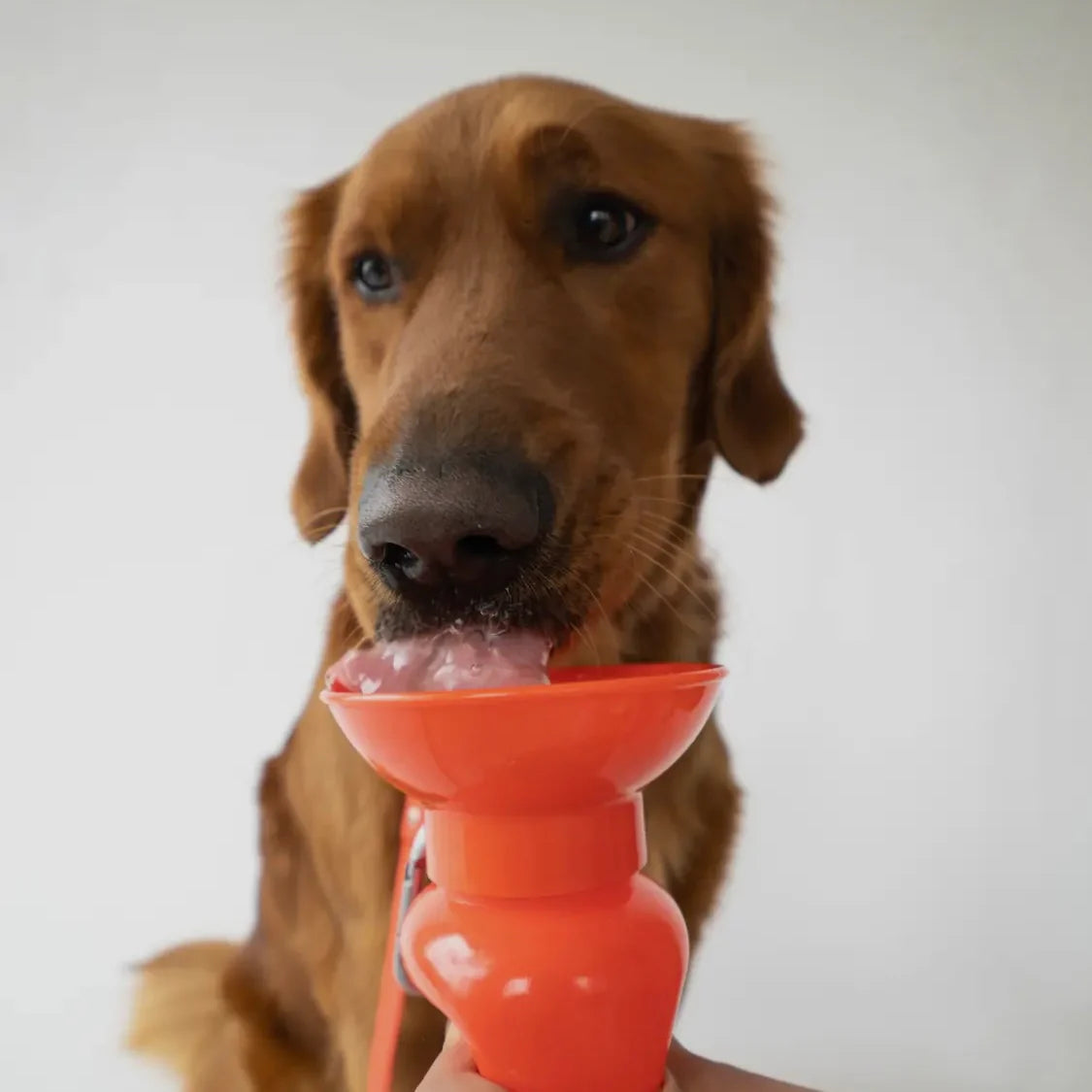 Springer 22 oz Leak Tight Classic Travel Bottle by Houndstooth