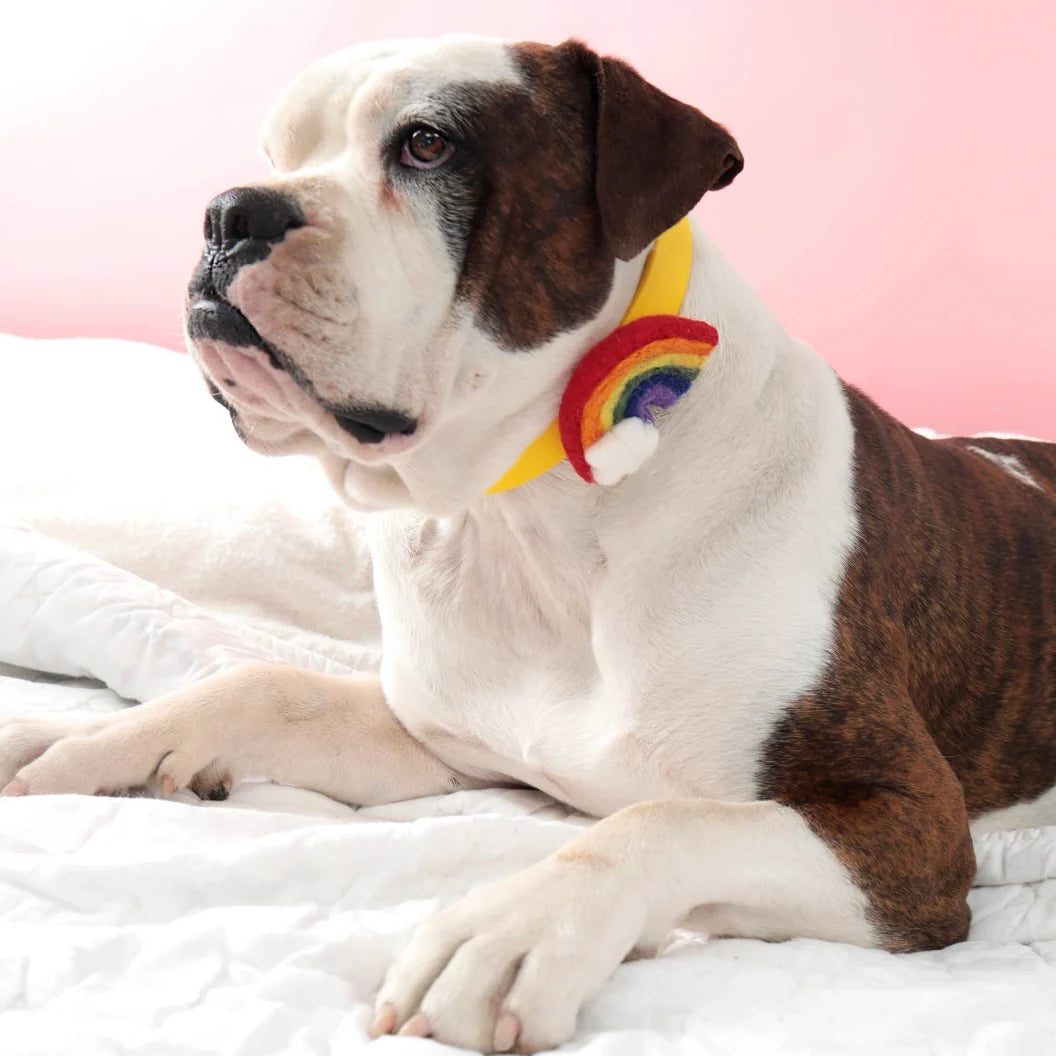 Mimi Green Rainbow Collar Accessory by Houndstooth