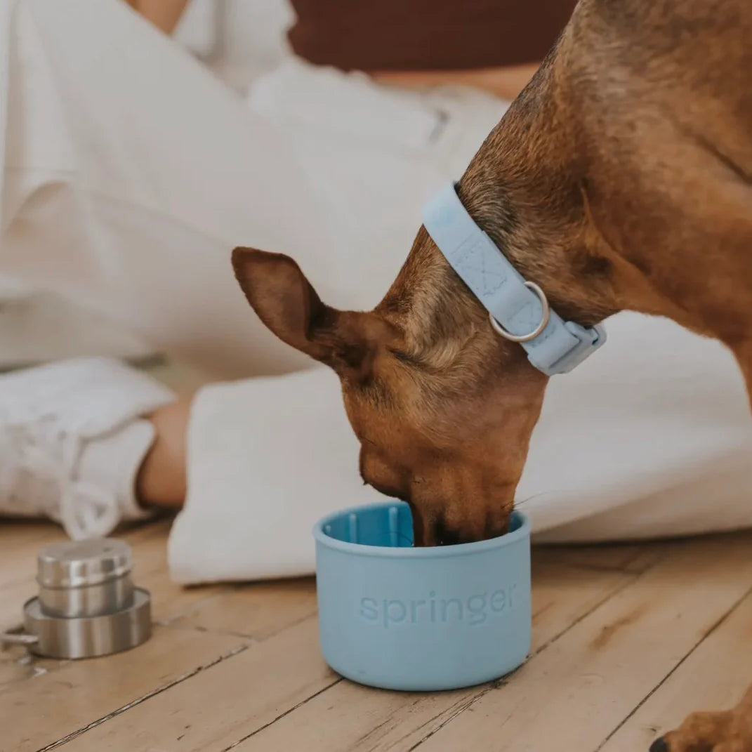 Springer Dog & Me Water Bottle by Houndstooth