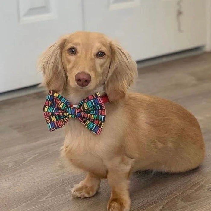 Three Fluffy Tails Birthday Bow Tie