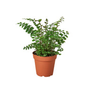 Didymochlaena truncatula "mahogany fern"
