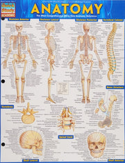 Barcharts Anatomy