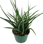 Sansevieria Mikado 'Fernwood'