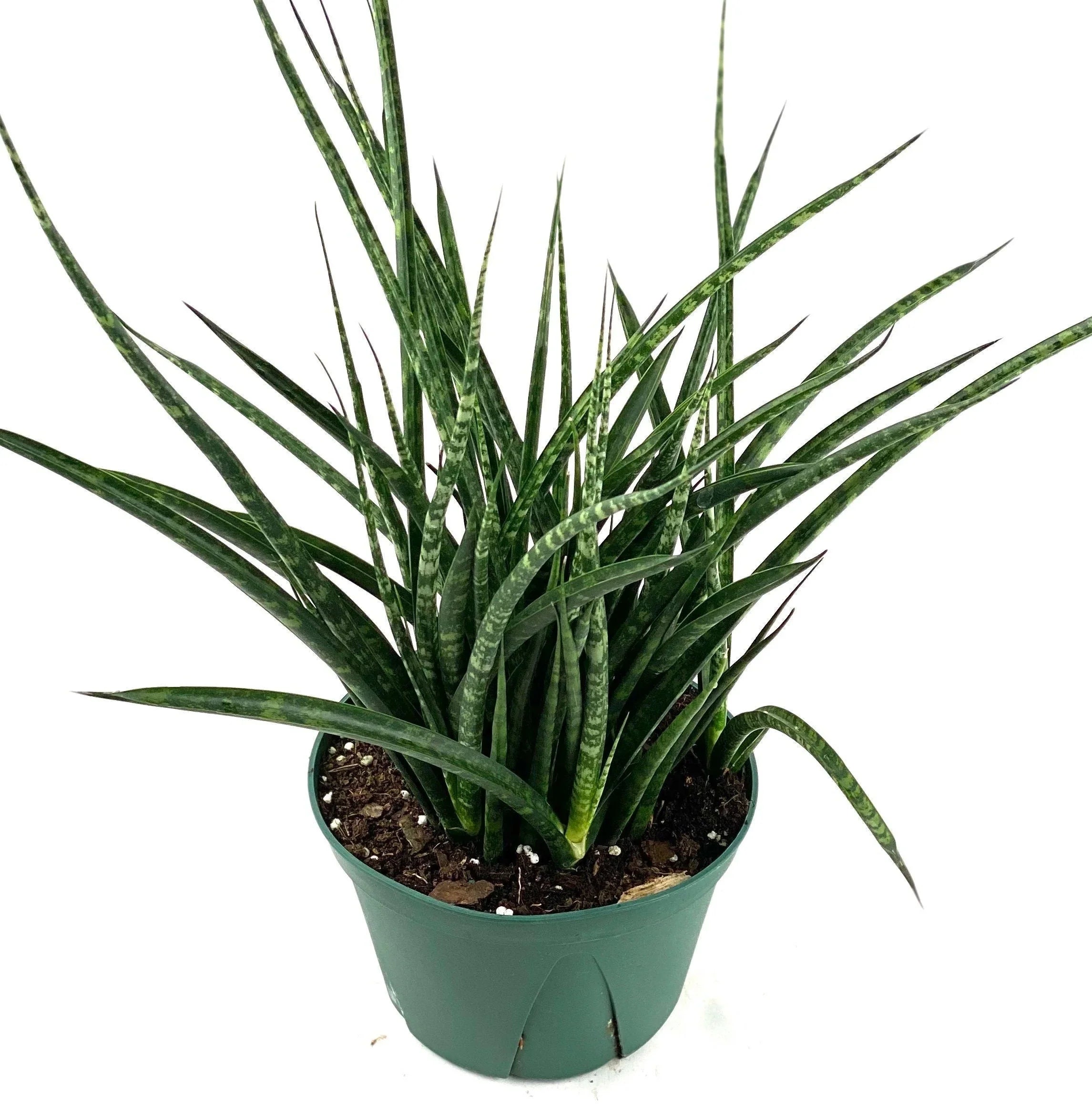 Sansevieria Mikado 'Fernwood'