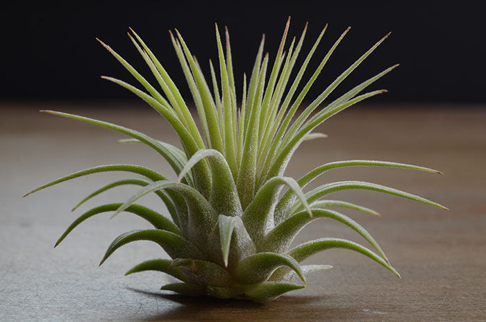 Air Plants