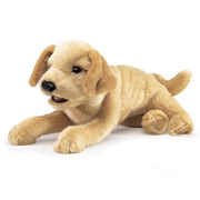 Golden Retriever Puppy (Other)