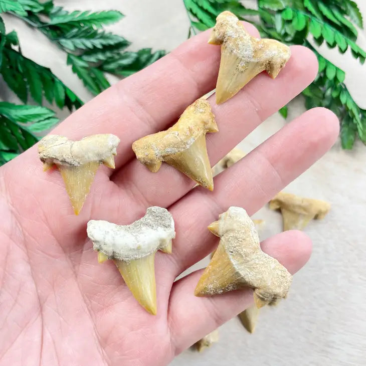 Natural Shark Tooth