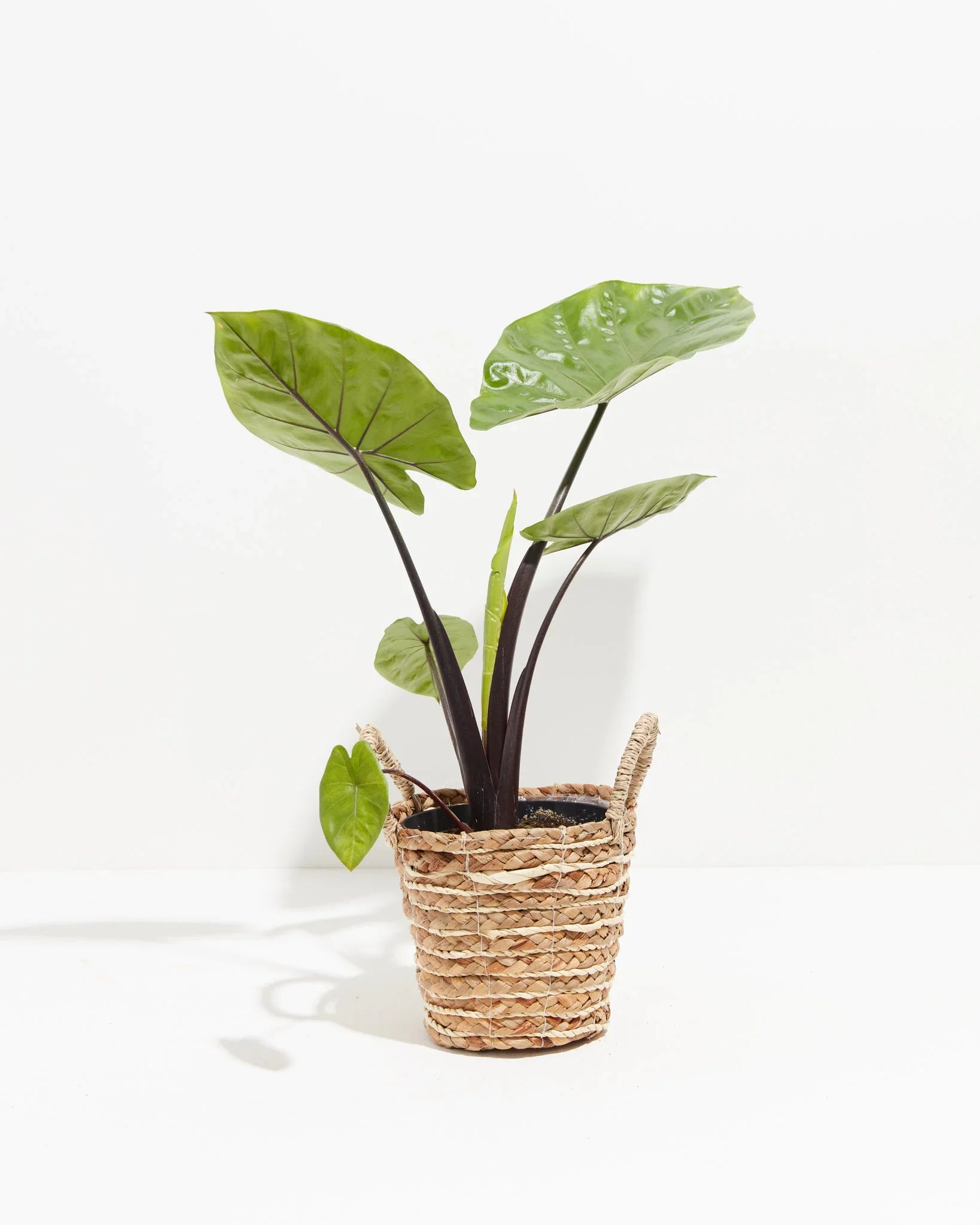 Alocasia "Dark Star" (Alocasia macrorrhiza)