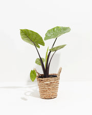 Alocasia "Dark Star" (Alocasia macrorrhiza)
