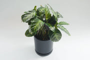 Calathea "Misto"