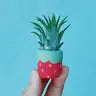 Air Plant + Mini Planter by Wild Lark