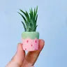 Air Plant + Mini Planter by Wild Lark