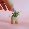 Air Plant + Mini Planter by Wild Lark