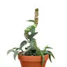3 Pack Bendable Moss Pole™ THIN by Wild Lark