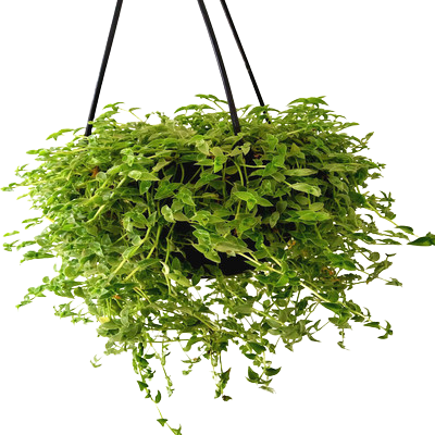 Green Callisia repens