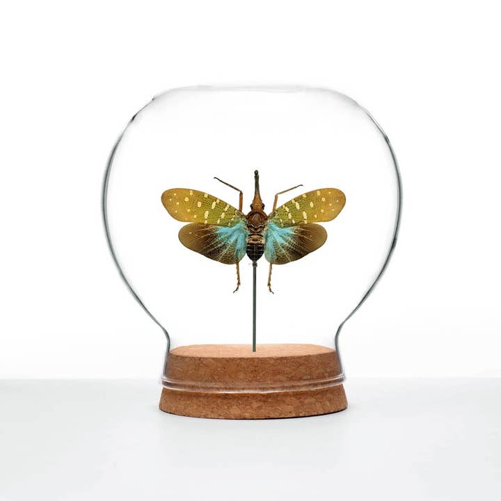 Butterfly Globes