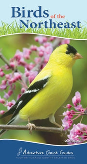 Birds of the Northeast: Your Way to Easily Identif