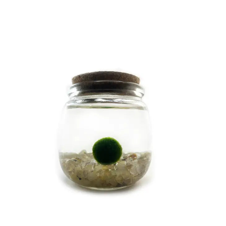 Moss Ball - Medium