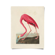 Vintage Audubon Flamingo Bird Print