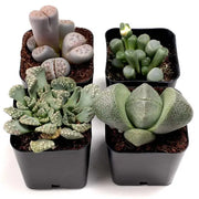 Succulents & Cacti