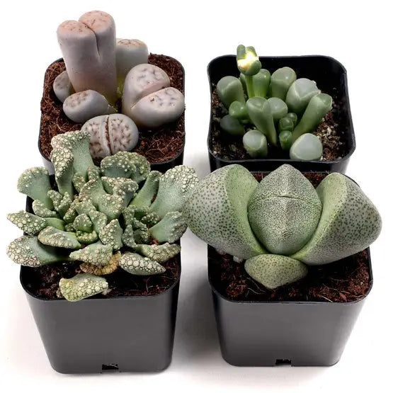 Succulents & Cacti