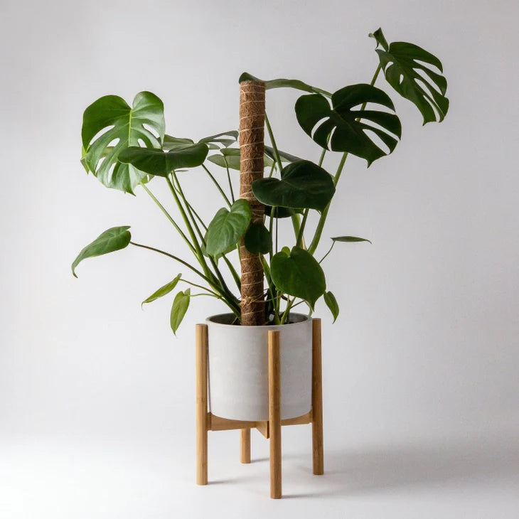Adjustable Bamboo Plant Stand | Fits 6" - 10" pots