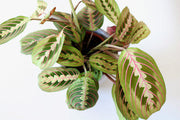 Prayer Plant (Maranta leuconeura)