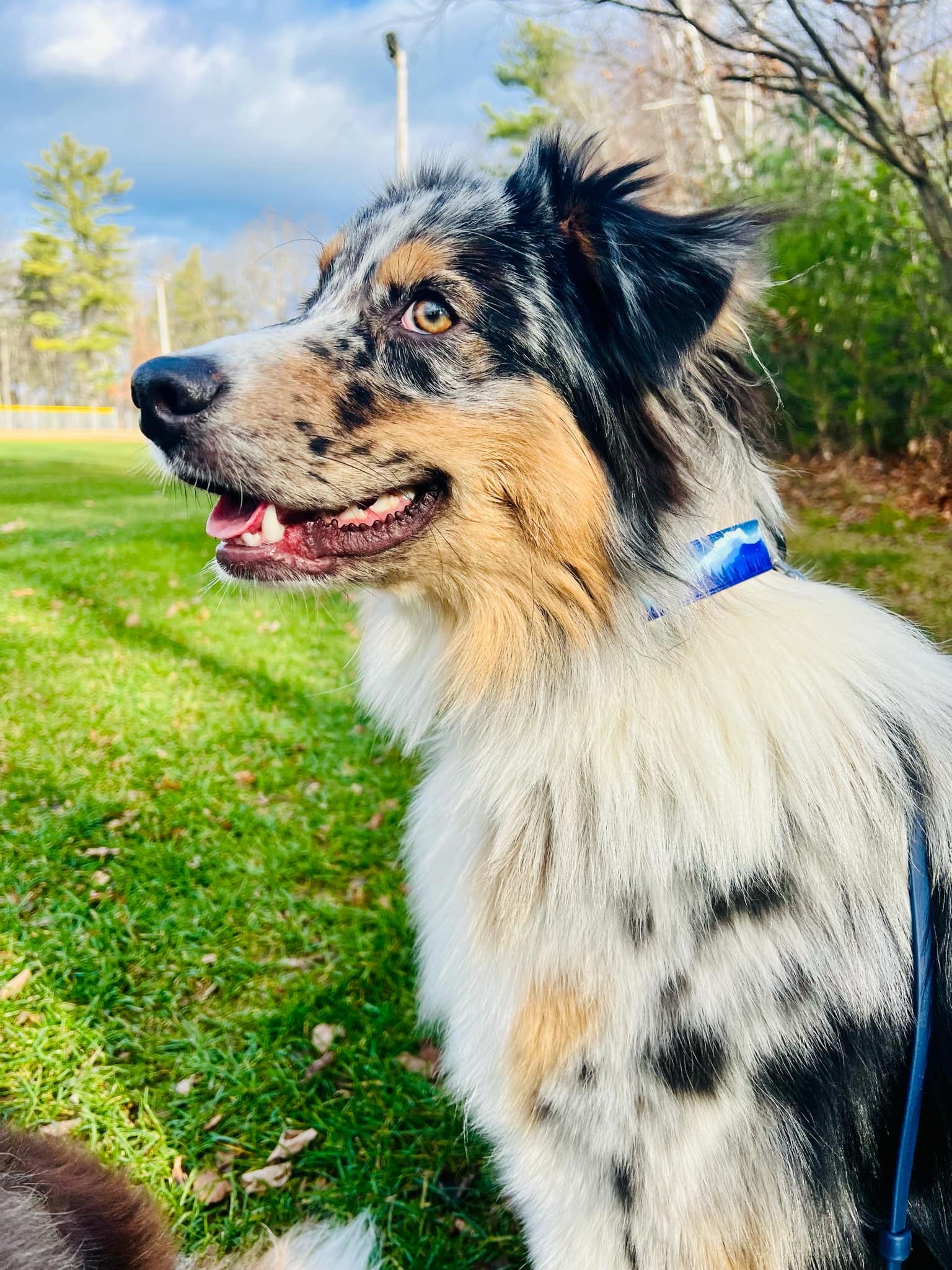 VT Life Sport Collar by Waggle Woof and Wander