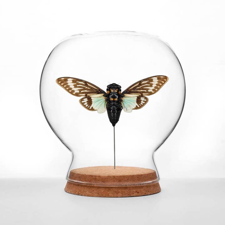 Butterfly Globes