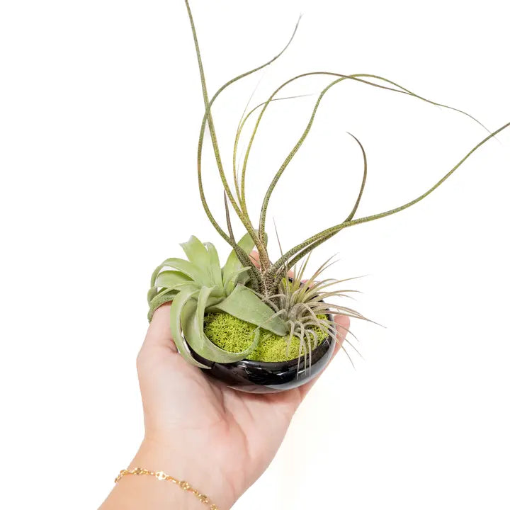 Air Plant Bowl Garden