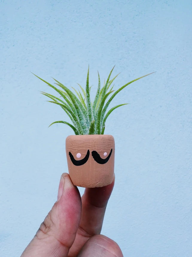 Air Plant + Mini Planter