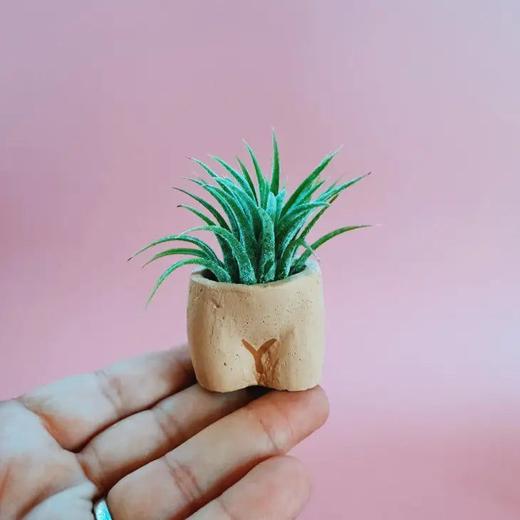 Air Plant + Mini Planter