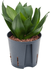 Sansevieria Trifasciata Black Jade Hahnii
